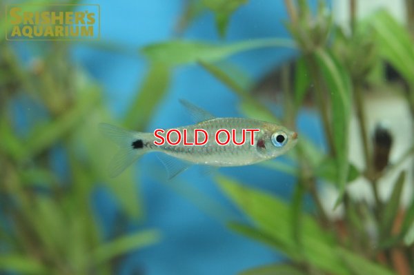 画像4: コギャルテトラ（ブリード）