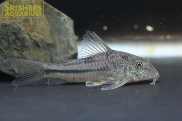 画像1: コリドラス　プリオノータス