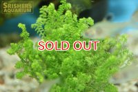 水草 グリーンファンSP.ベリーショート 鉛巻