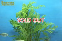 水草 グリーンファンSP.ショート 鉛巻