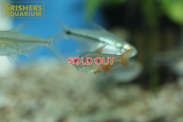 画像9: フレームテトラ