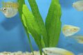 水草 ミクロソリウム プテロプス （鉛巻）