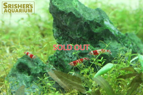 画像7: レッドビーシュリンプ