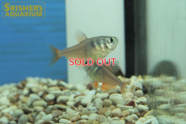 画像4: フレームテトラ