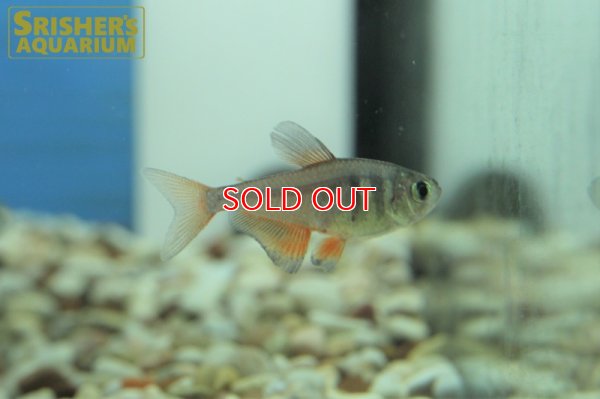 画像5: フレームテトラ