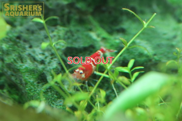 画像4: レッドビーシュリンプ