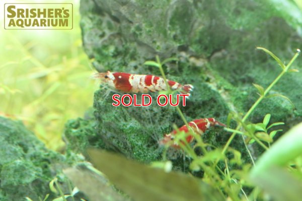 画像5: レッドビーシュリンプ