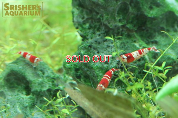 画像6: レッドビーシュリンプ