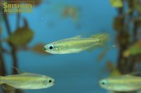 ゴールデンコンゴテトラ　(PH.AURANTIACUS)