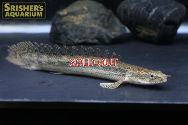 画像5: ポリプテルス　ビキールSP.コリバ