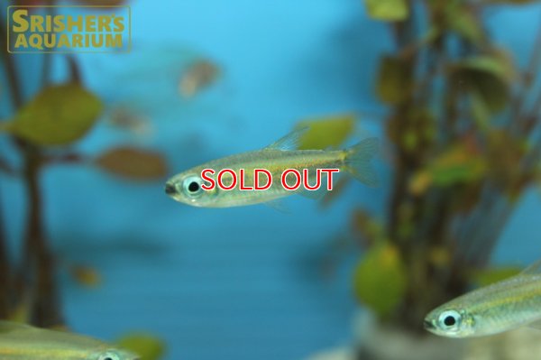 画像4: ゴールデンコンゴテトラ　(PH.AURANTIACUS)