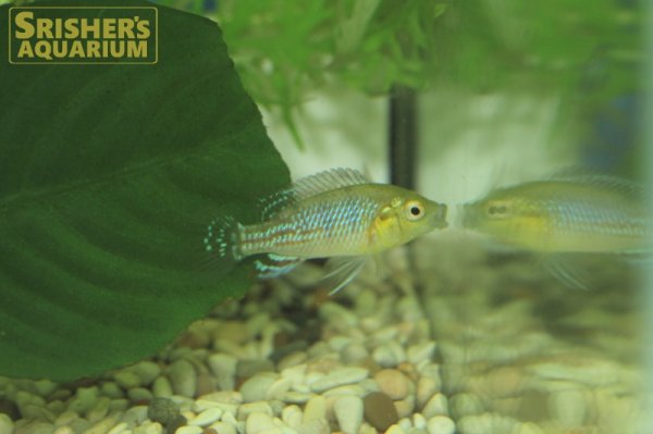 画像2: ニコルシーエジプシャンマウスブルーダー（ペア）