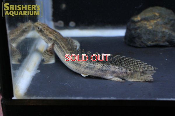 画像4: ポリプテルス　ビキールSP.コリバ