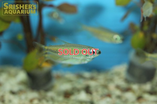 画像3: ゴールデンコンゴテトラ　(PH.AURANTIACUS)