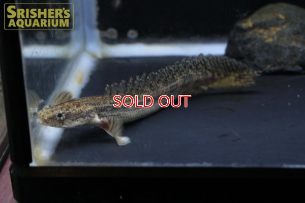 画像3: ポリプテルス　ビキールSP.コリバ