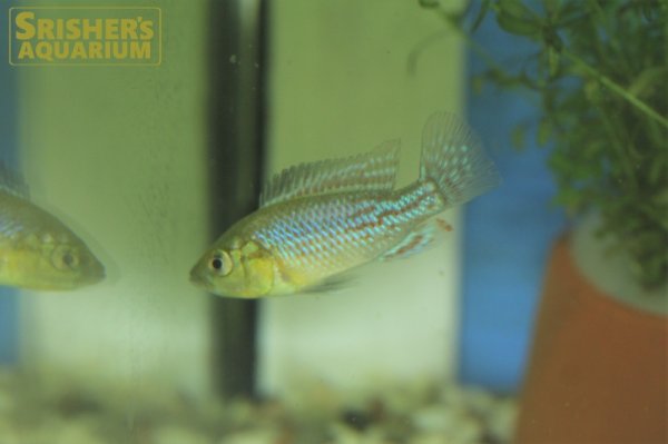 画像1: ニコルシーエジプシャンマウスブルーダー（ペア）