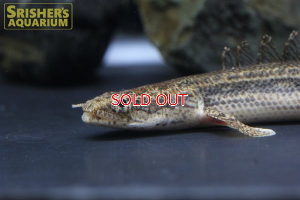 画像8: ポリプテルス　ビキールSP.コリバ