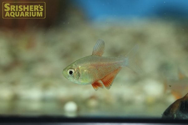 画像4: ゴールデンフレームテトラ