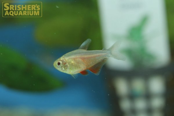 画像2: ゴールデンフレームテトラ