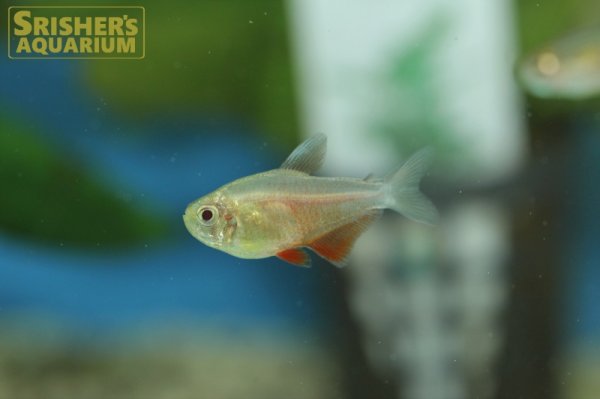 画像1: ゴールデンフレームテトラ