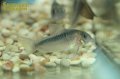 コリドラス　ラバウティ（ブリード）