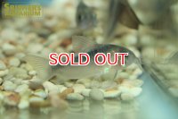 コリドラス　ラバウティ（ブリード）