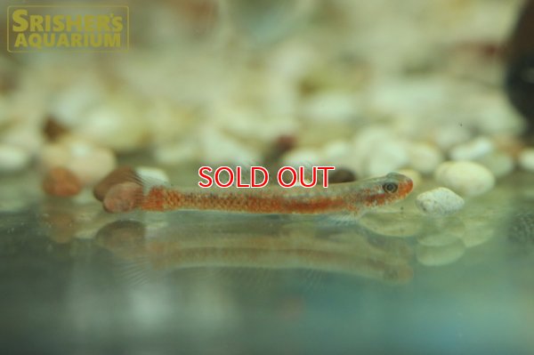 画像8: スティフォドン　スルッフス