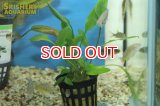 水草 クリプトコリネ　ルテア（POT）