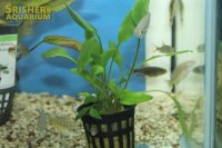 水草 クリプトコリネ　ルテア（POT）