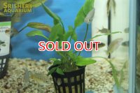 水草 クリプトコリネ　ルテア（POT）
