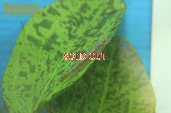 画像4: スティフォドン　スルッフス