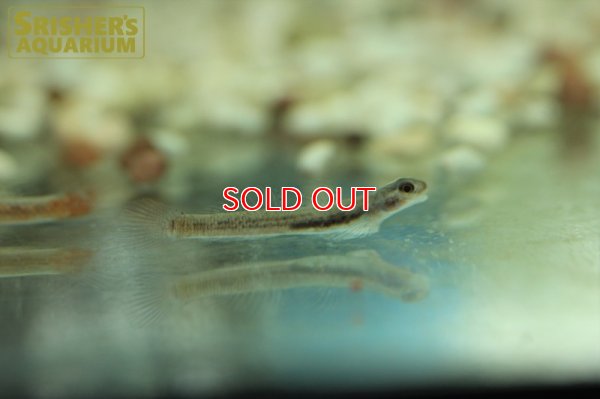 画像10: スティフォドン　スルッフス