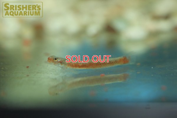 画像9: スティフォドン　スルッフス