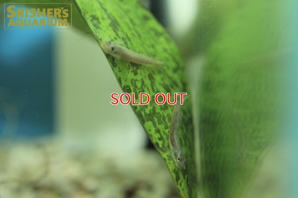 画像7: スティフォドン　スルッフス