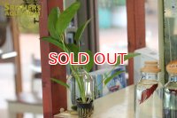 水草 エキノドルス スモールベアー（POT）