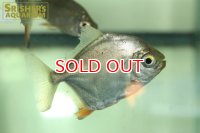 レッドフックメチニス（ブラジル）