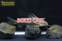 シノドンティス　ショーテデニー WILD