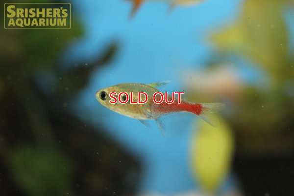 画像5: ロゼウステトラ　”リアル”