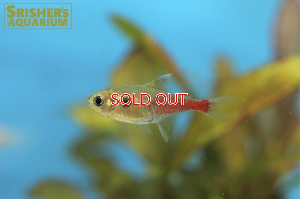 画像4: ロゼウステトラ　”リアル”