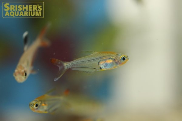 画像4: レインボークリスタルテトラ