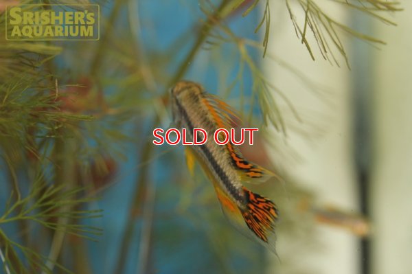 画像7: アピストグラマ　カカトイデス　ダブルレッド (ブリード) (ペア)