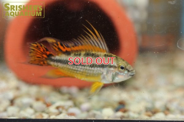 画像3: アピストグラマ　カカトイデス　ダブルレッド (ブリード) (ペア)