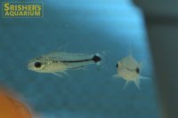 コリドラス ブラックラインハステータス WILD