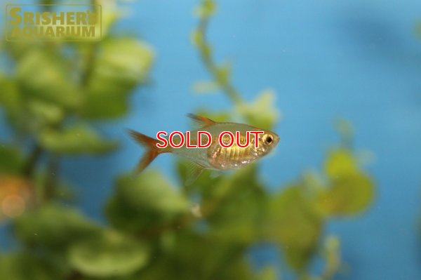 画像4: ラズベリーテトラ WILD "アルトアラグアイア"