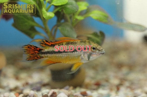 画像5: アピストグラマ　カカトイデス　ダブルレッド (ブリード) (ペア)