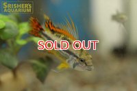 アピストグラマ　カカトイデス　ダブルレッド (ブリード) (ペア)
