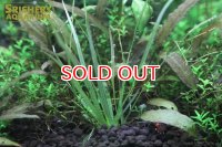 水草 ブリクサショートリーフ（１株）