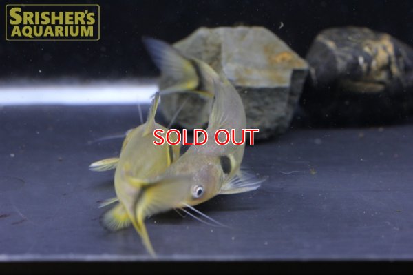 画像6: ホラバグルス　ブラキソマ