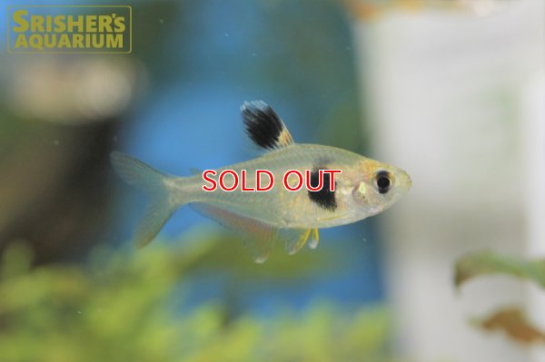 画像4: コーヒービーンテトラ（ブリード）