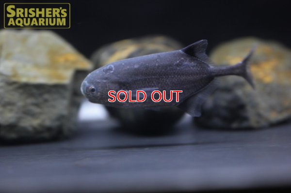 画像3: ポリミルス　アドスペルスス（コンゴ）